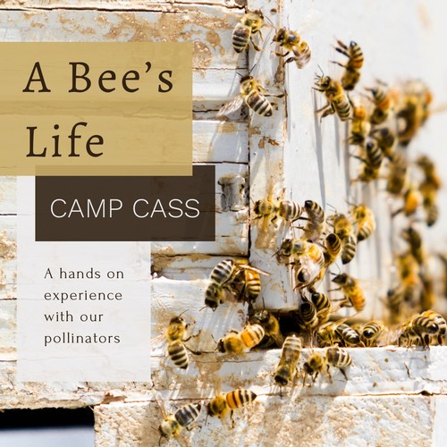 A Bee’s Life 2023