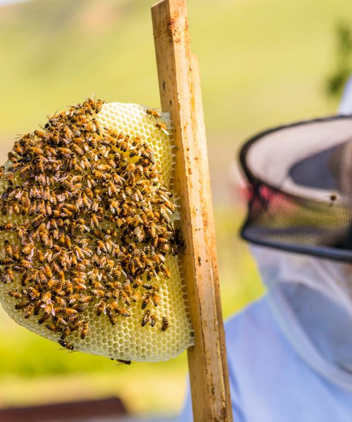 Vineyard Beekeeping Retreat