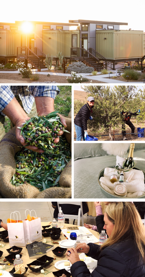 2024 Olive Harvest Retreat (Nov 5-7)